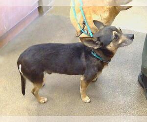 Chihuahua-Unknown Mix Dogs for adoption in Sacramento, CA, USA