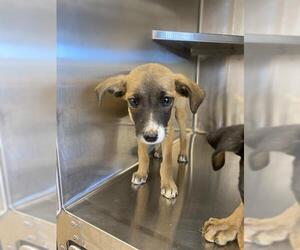 Mutt Dogs for adoption in Chula Vista, CA, USA
