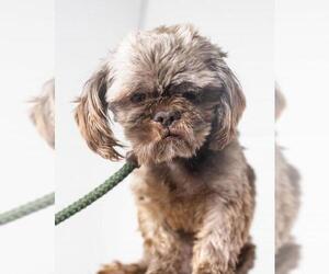 Shih Tzu Dogs for adoption in Minneapolis, MN, USA