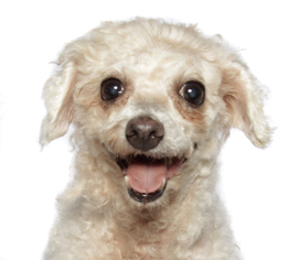 Bichon Frise Dogs for adoption in Oakland Park, FL, USA