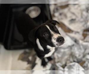 Labrador Retriever-Unknown Mix Dogs for adoption in Raleigh, NC, USA
