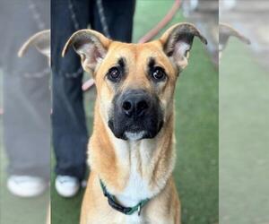 German Shepherd Dog-Unknown Mix Dogs for adoption in Woodland, CA, USA