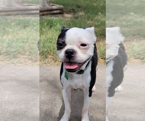Boston Terrier Dogs for adoption in Little Elm, TX, USA