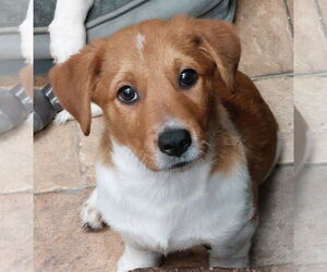 Australian Shepherd-Cardigan Welsh Corgi Mix Dogs for adoption in Sanford, FL, USA