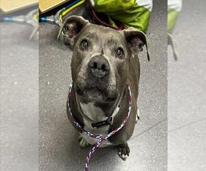 American Pit Bull Terrier Dogs for adoption in Tracy, CA, USA