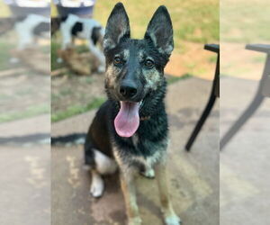German Shepherd Dog-Huskies Mix Dogs for adoption in Greenville, SC, USA