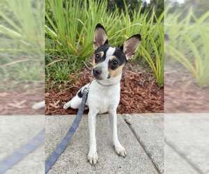 Rat Terrier-Unknown Mix Dogs for adoption in Oakhurst, NJ, USA