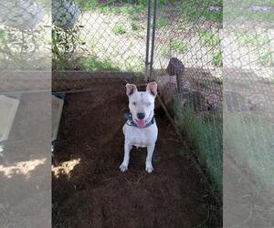 American Staffordshire Terrier Dogs for adoption in Pandora, TX, USA