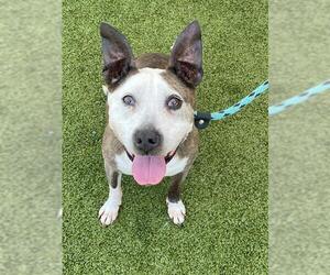 American Pit Bull Terrier-Unknown Mix Dogs for adoption in Fayetteville, NC, USA