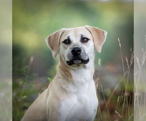 Anatolian Shepherd-Labrador Retriever Mix Dogs for adoption in Caribou, ME, USA