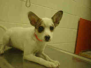 Chihuahua Dogs for adoption in Peoria, IL, USA