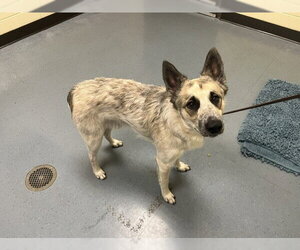 Mutt Dogs for adoption in Denver, CO, USA