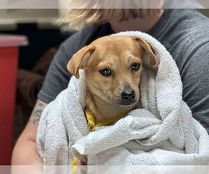 Chihuahua-Unknown Mix Dogs for adoption in Raleigh, NC, USA