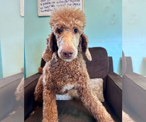 Poodle (Standard) Dogs for adoption in Pacolet, SC, USA