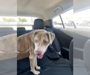 Unknown-Weimaraner Mix Dogs for adoption in Woodland Hills, CA, USA