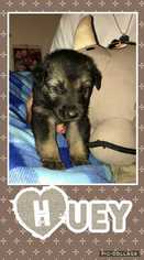 German Shepherd Dog-Unknown Mix Dogs for adoption in Azle, TX, USA