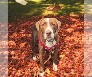 Labrador Retriever-Spaniel Mix Dogs for adoption in Bellingham, WA, USA