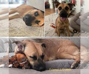 Shepradors Dogs for adoption in San Antonio, TX, USA