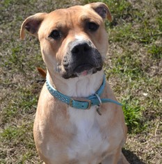 Bulloxer Dogs for adoption in Cochran, GA, USA