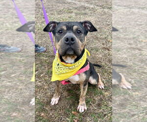 American Staffordshire Terrier Dogs for adoption in Lawrenceville, NJ, USA