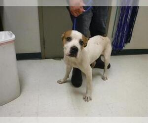 American Bulldog-Unknown Mix Dogs for adoption in Oroville, CA, USA