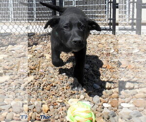 Medium Photo #1 Labrador Retriever-Unknown Mix Puppy For Sale in Oskaloosa, IA, USA