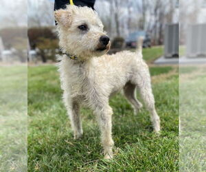 Poodle (Miniature) Dogs for adoption in Pacolet, SC, USA