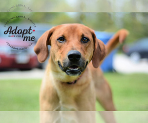 Mutt Dogs for adoption in Keswick, Ontario, Canada