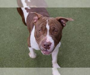 American Pit Bull Terrier-American Staffordshire Terrier Mix Dogs for adoption in Saint Louis, MO, USA