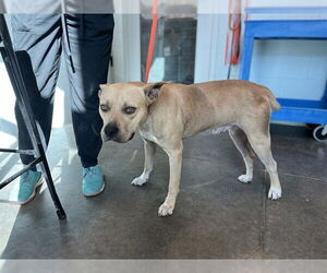 American Staffordshire Terrier-Unknown Mix Dogs for adoption in Tavares, FL, USA