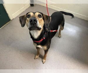 German Shepherd Dog-Unknown Mix Dogs for adoption in Pasadena, CA, USA