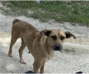 German Shepherd Dog-Unknown Mix Dogs for adoption in Ocala, FL, USA