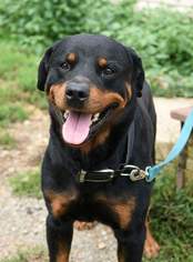 Rottweiler Dogs for adoption in Pine Grove, PA, USA