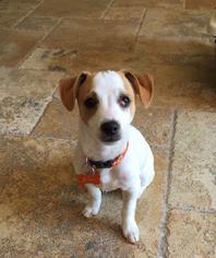 Jack Russell Terrier Dogs for adoption in Rancho Santa Fe, CA, USA