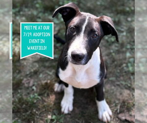 Boxador Dogs for adoption in Boston, MA, USA