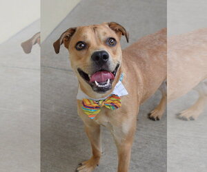 Mutt Dogs for adoption in McKinney, TX, USA