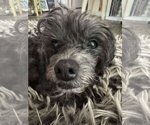 Poodle (Miniature)-Unknown Mix Dogs for adoption in Mount Pleasant, SC, USA