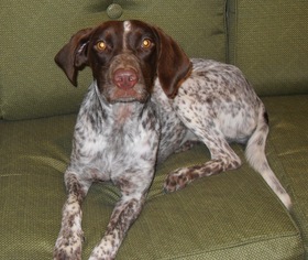 German Shorthaired Pointer Dogs for adoption in Eastman, GA, USA