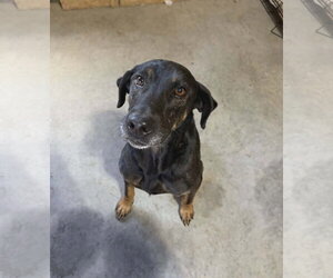 Doberman Pinscher-German Shepherd Dog Mix Dogs for adoption in Monterey, VA, USA
