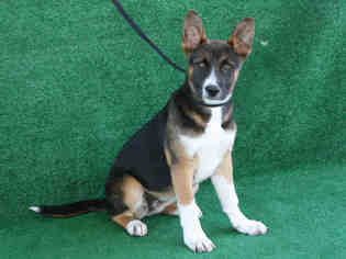 Medium Photo #1 German Shepherd Dog-Unknown Mix Puppy For Sale in Hanford, CA, USA