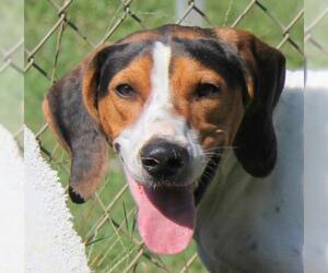 Black and Tan Coonhound-Labrador Retriever Mix Dogs for adoption in Lovingston, VA, USA