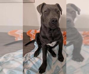 American Staffordshire Terrier-Unknown Mix Dogs for adoption in San Antonio, TX, USA