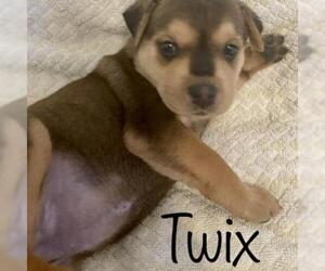 Siberian Husky Dogs for adoption in Tempe, AZ, USA