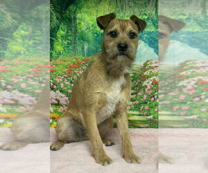 Irish Terrier-Unknown Mix Dogs for adoption in Lakewood, CO, USA