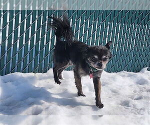 Chihuahua Dogs for adoption in Springfield, MA, USA