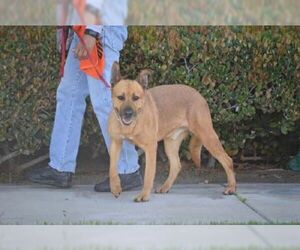 Medium Photo #2 Shepradors Puppy For Sale in Irvine, CA, USA