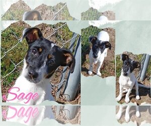 Rat Terrier-Unknown Mix Dogs for adoption in Brooksville, FL, USA