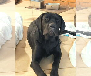 Mutt Dogs for adoption in Goodyear, AZ, USA