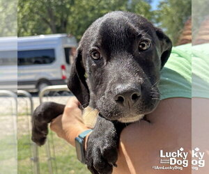 Labrador Retriever-Unknown Mix Dogs for adoption in Washington, DC, USA