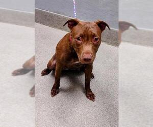 American Pit Bull Terrier-Unknown Mix Dogs for adoption in Las Vegas, NV, USA